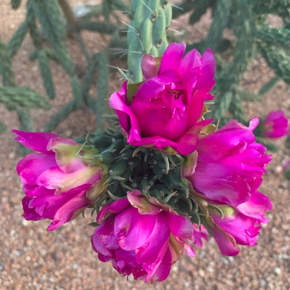 🌺🌸My Garden🌺🌸My Babies🌺🌸 - Picture 9 of 16